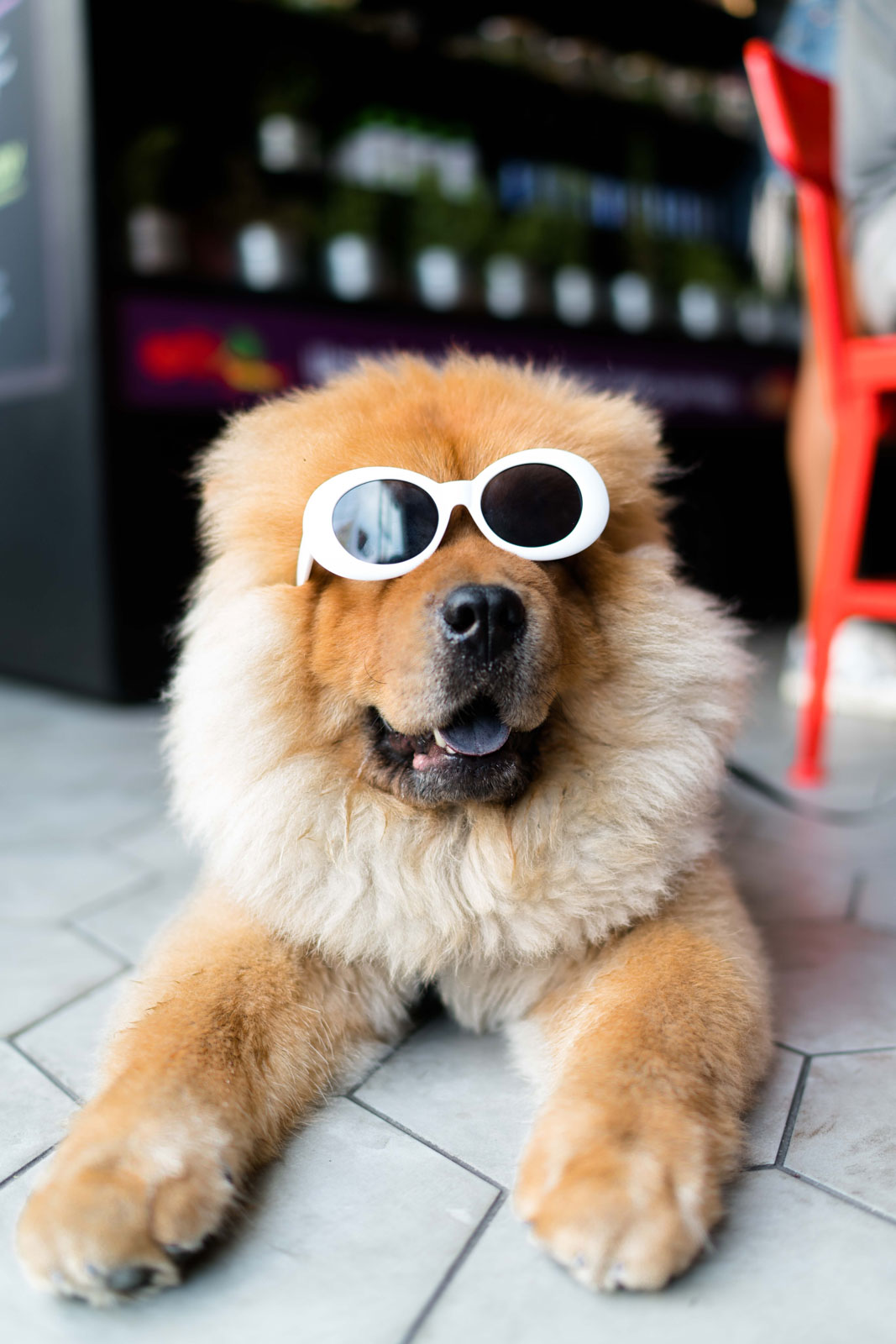 dog wearing glasses