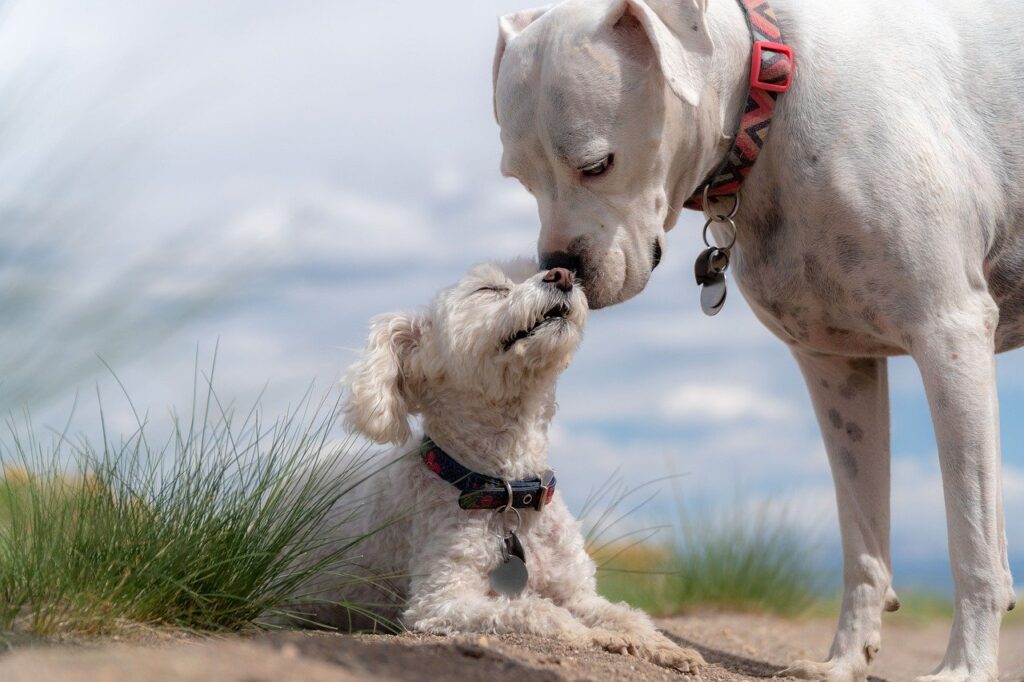 dogs sniffing each other