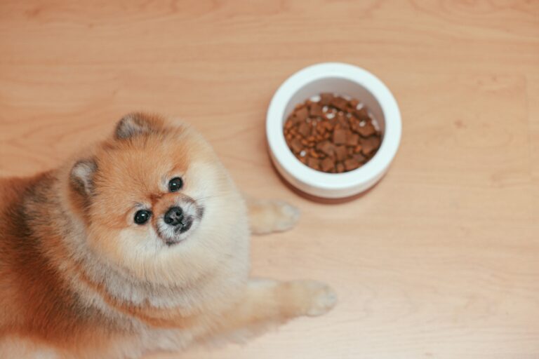 dog food options in canada